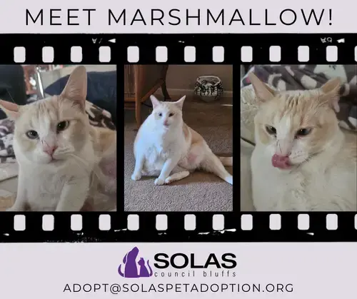 Marshmallow --