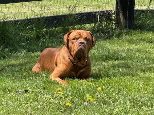Diesel