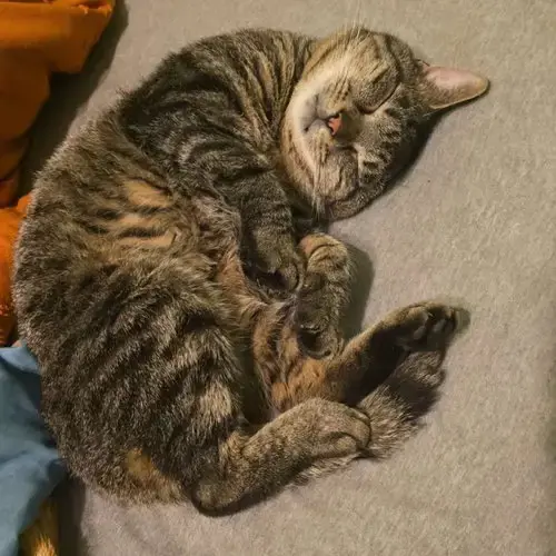 Roscoe