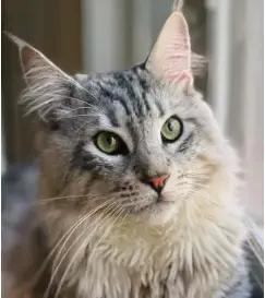 Viggo