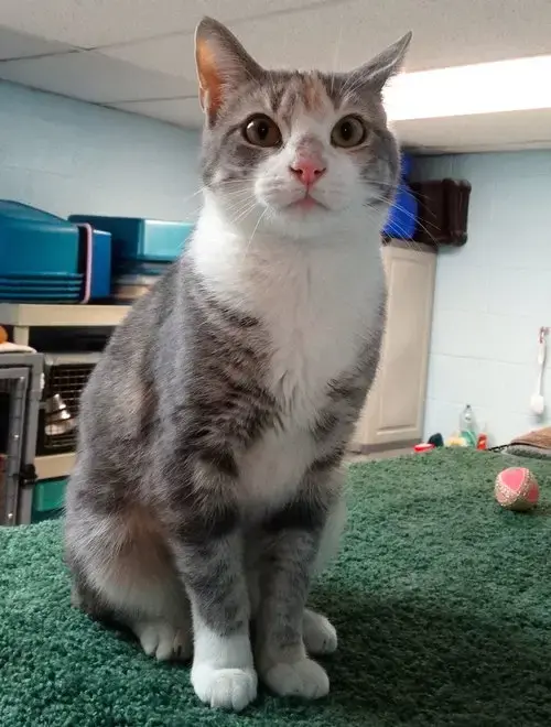 Sookie Ii