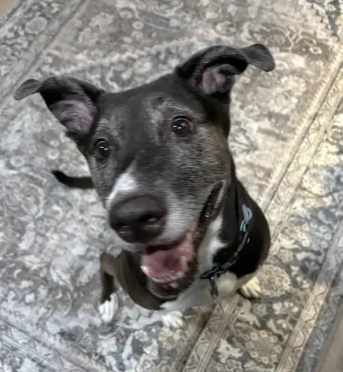Rosie