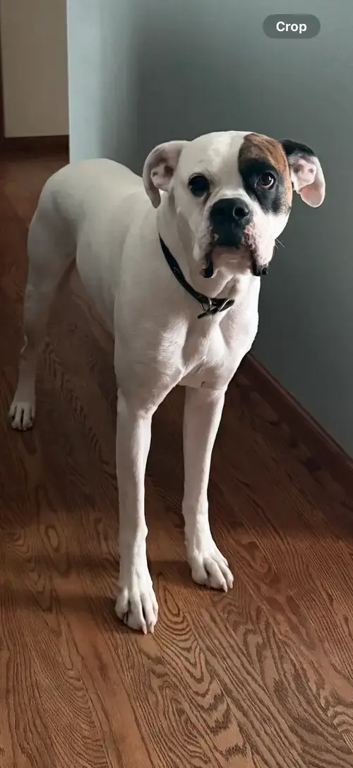 Thor *Adoption Pending *
