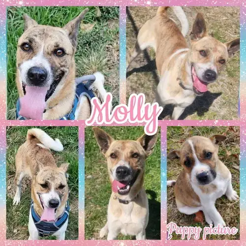 Molly