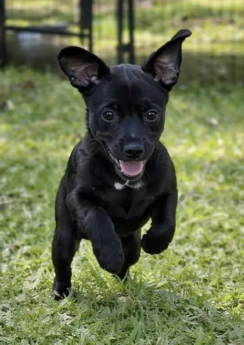 Chilli Pup -Coco