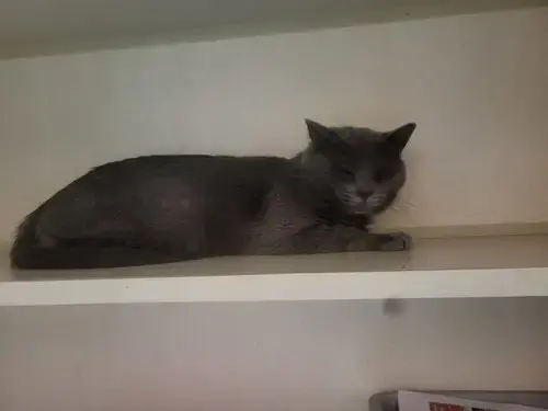 Dusty