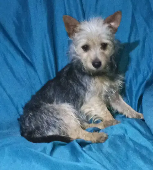Millie In Tx