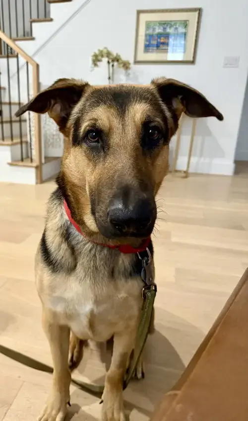 Mochi