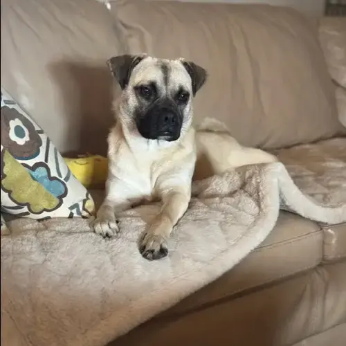 Beignet