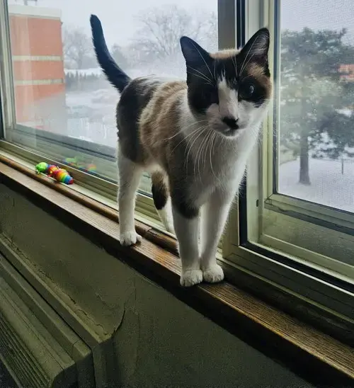 Kit