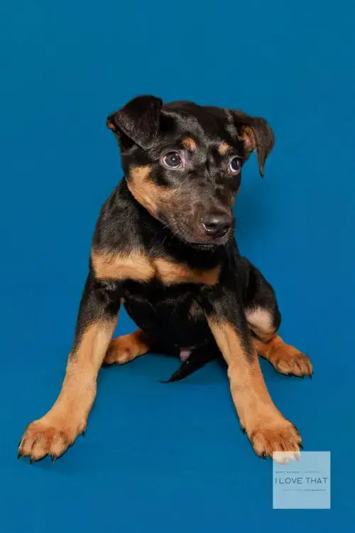 Maximus