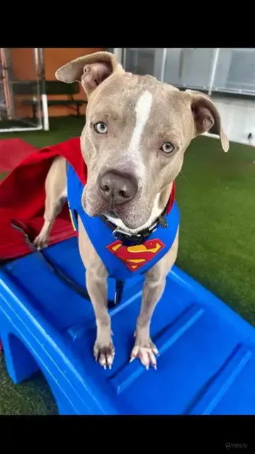 Super Man