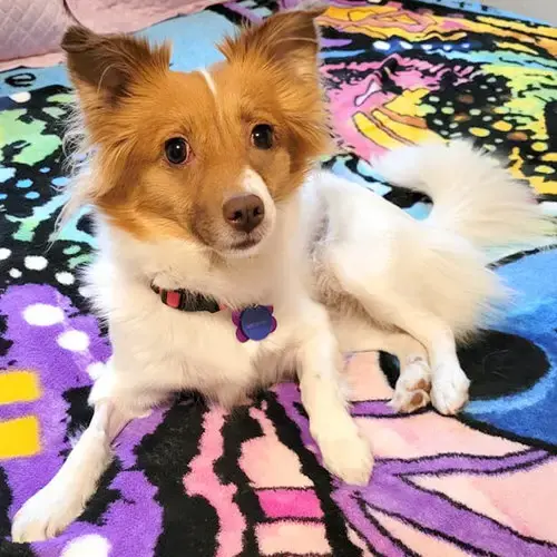 Foxy Roxy