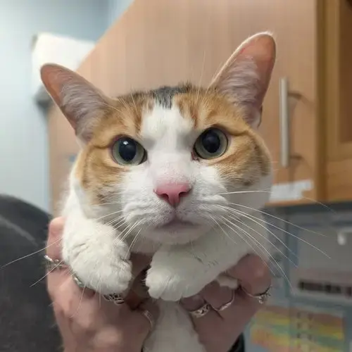 Daisy