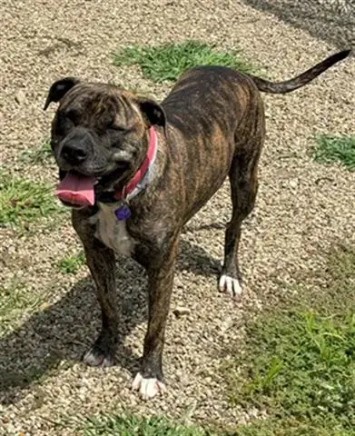 Josie