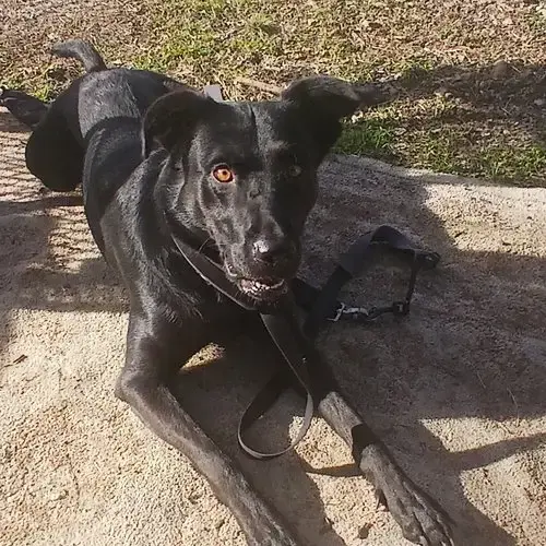 Cora