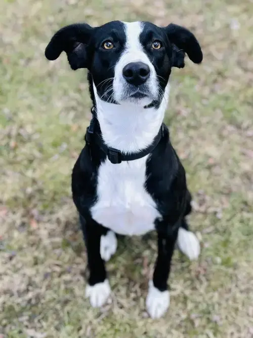 Addison