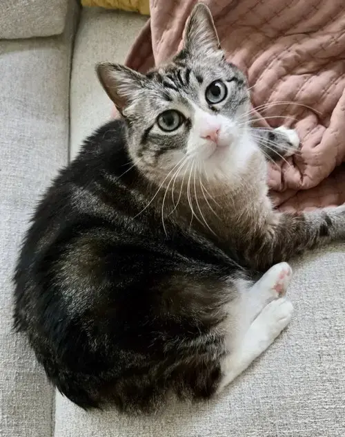 Mama Kitty
