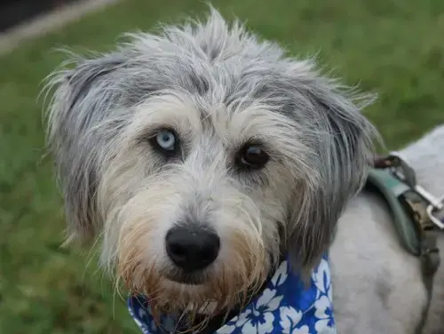 Samson