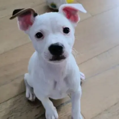 Marshmellow
