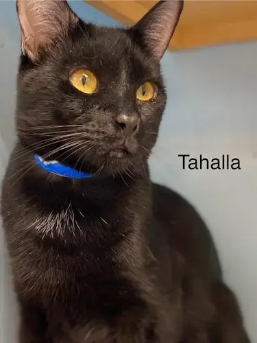 Tahalla