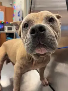 Lazy Bone