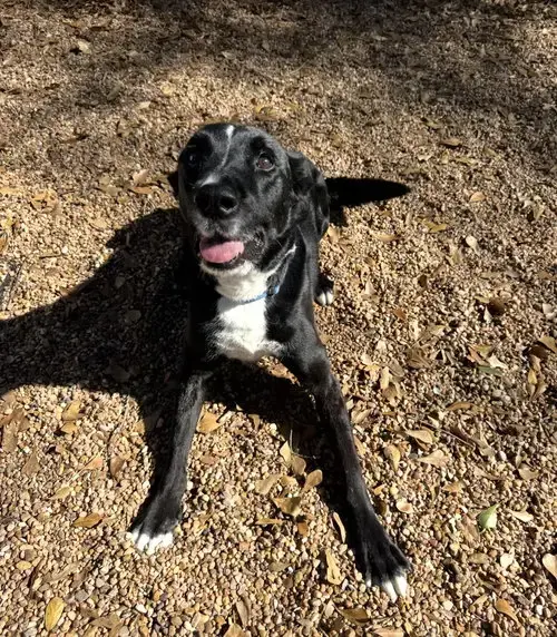 Ozzie