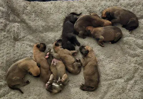 Maisy'S Puppies