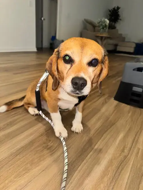 Murphy