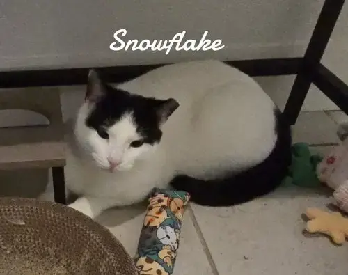 Snowflake