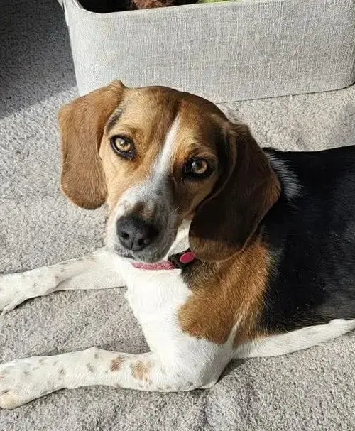 Lucy Fka Crystal