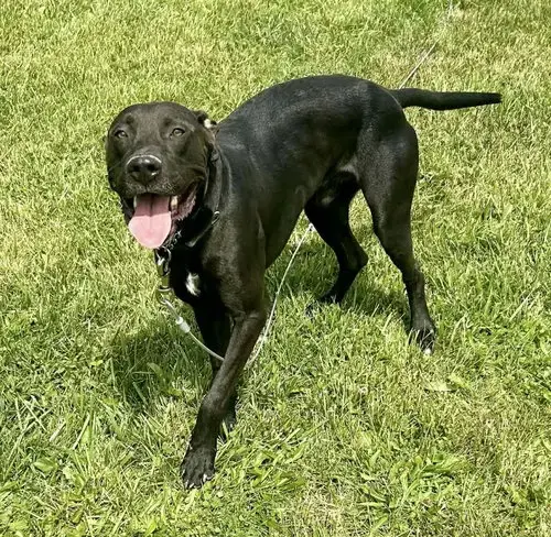 Bundy- Adopted