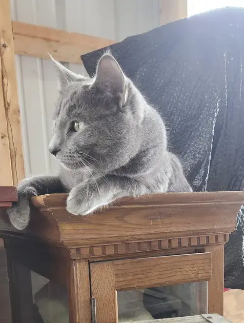 Nash