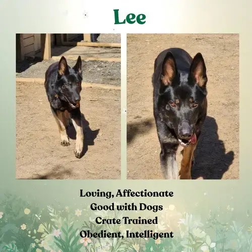 Lee