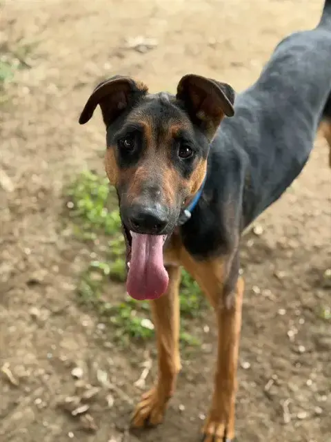 Toby