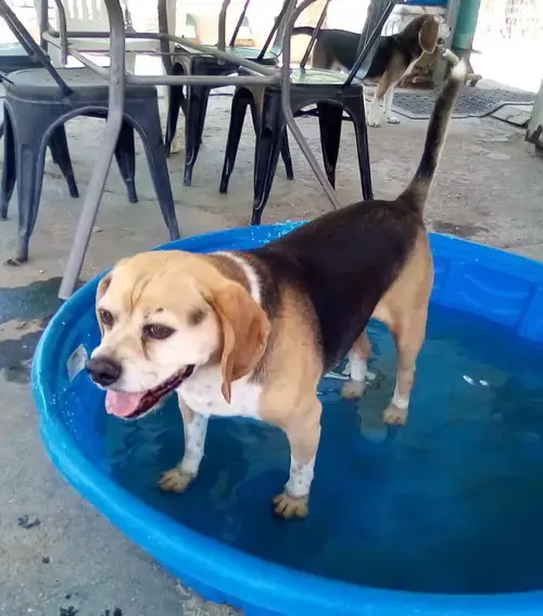 Louie-He'S Got A Sponsor!