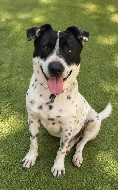 Benito