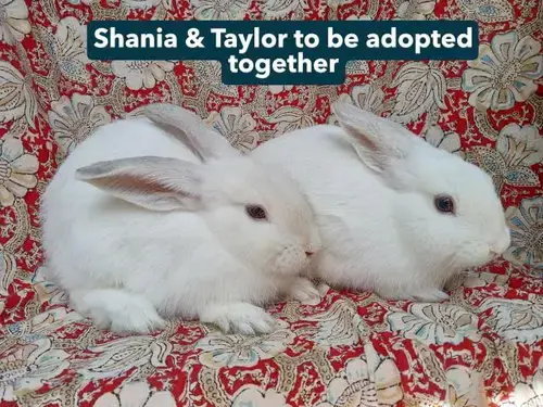 Shania