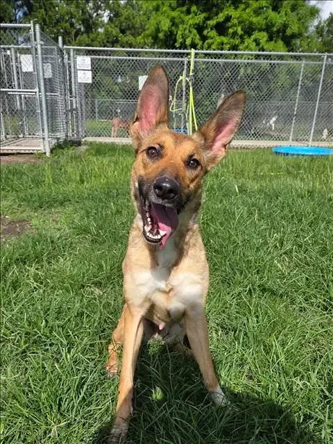 Bambi