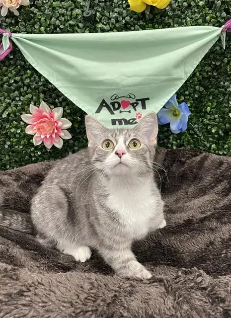 Kaia