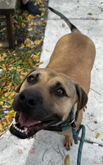 Nala