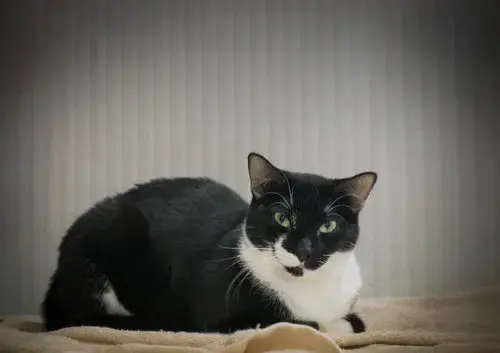 Kali