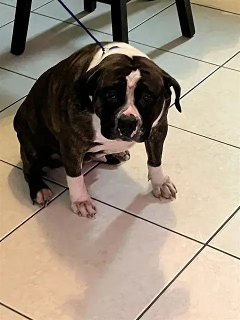 Chichi