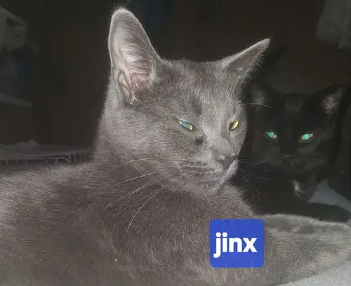 Jinx