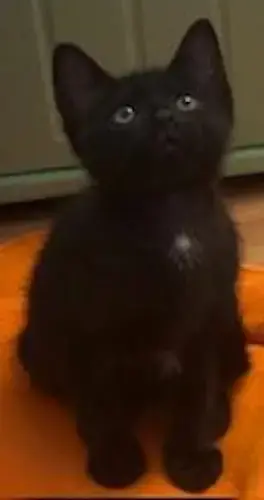 Salem