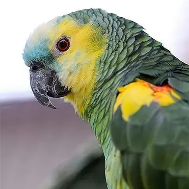 Rico