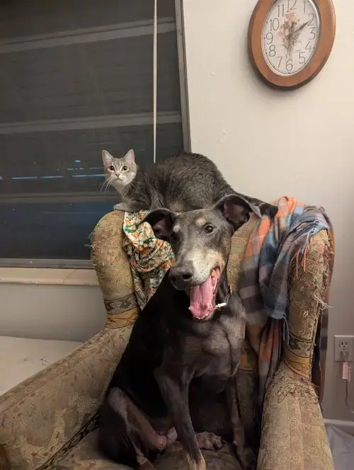 Courtesy Post: Freya