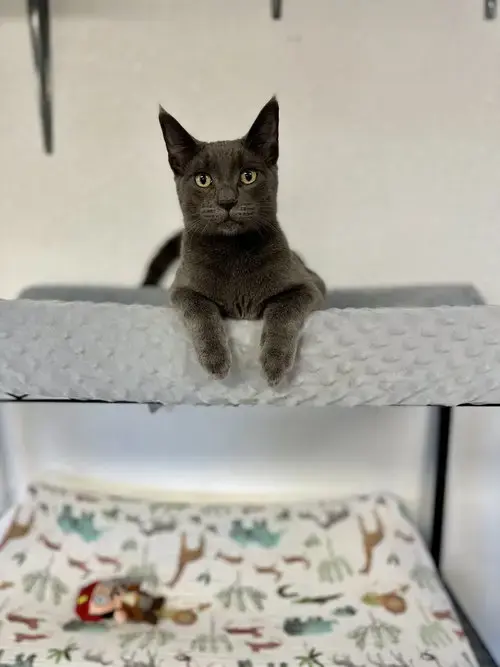 Sweetpea