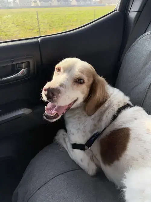 Sampson