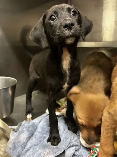 Virginia Woof